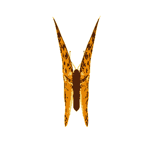 butterfly